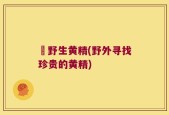 扢野生黄精(野外寻找珍贵的黄精)