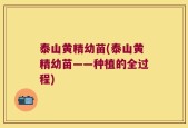 泰山黄精幼苗(泰山黄精幼苗——种植的全过程)