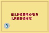 东北种植黄精如何(东北黄精种植指南)