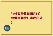竹林套种黄精图片(竹林黄精套种：丰收在望)