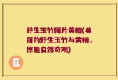 野生玉竹图片黄精(美丽的野生玉竹与黄精，惊艳自然奇观)