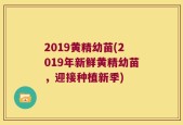2019黄精幼苗(2019年新鲜黄精幼苗，迎接种植新季)