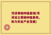 菏泽黄精种植基地(菏泽设立黄精种植基地，助力农业产业发展)