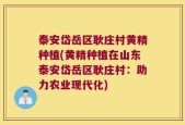 泰安岱岳区耿庄村黄精种植(黄精种植在山东泰安岱岳区耿庄村：助力农业现代化)