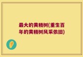 最大的黄精树(重生百年的黄精树风采依旧)