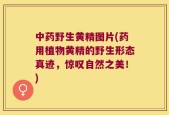 中药野生黄精图片(药用植物黄精的野生形态真迹，惊叹自然之美！)