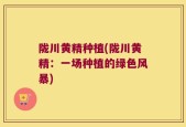 陇川黄精种植(陇川黄精：一场种植的绿色风暴)