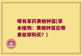 哪有草药黄精种苗(草本植物：黄精种苗在哪里能够购买？)