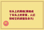 石头上的黄精(黄精成了石头上的常客，人们惊叹它的顽强生命力)
