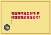 现在黄精苗怎么样(黄精苗现在的情况如何？)