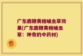 广东鹿鞭黄精蛹虫草效果(广东鹿鞭黄精蛹虫草：神奇的中药材)