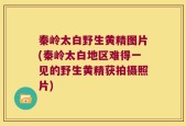 秦岭太白野生黄精图片(秦岭太白地区难得一见的野生黄精获拍摄照片)