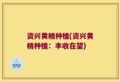 资兴黄精种植(资兴黄精种植：丰收在望)