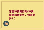 家里种黄精好吗(种黄精家庭益处大，如何养护？)