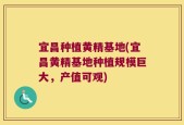 宜昌种植黄精基地(宜昌黄精基地种植规模巨大，产值可观)
