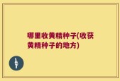 哪里收黄精种子(收获黄精种子的地方)