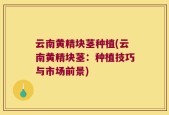 云南黄精块茎种植(云南黄精块茎：种植技巧与市场前景)
