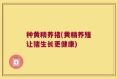 种黄精养猪(黄精养殖让猪生长更健康)