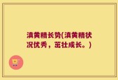 滇黄精长势(滇黄精状况优秀，茁壮成长。)