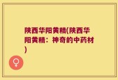 陕西华阳黄精(陕西华阳黄精：神奇的中药材)