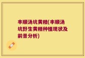 丰顺汤坑黄精(丰顺汤坑野生黄精种植现状及前景分析)