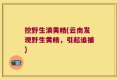 挖野生滇黄精(云南发现野生黄精，引起追捕)
