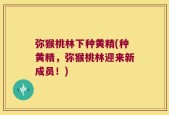 弥猴桃林下种黄精(种黄精，弥猴桃林迎来新成员！)