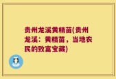 贵州龙溪黄精苗(贵州龙溪：黄精苗，当地农民的致富宝藏)