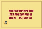绵阳梓潼县的野生黄精(野生黄精在绵阳梓潼县盛开，受人们热捧)
