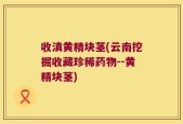 收滇黄精块茎(云南挖掘收藏珍稀药物--黄精块茎)