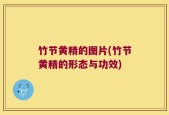 竹节黄精的图片(竹节黄精的形态与功效)