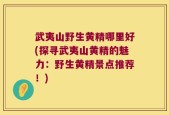 武夷山野生黄精哪里好(探寻武夷山黄精的魅力：野生黄精景点推荐！)