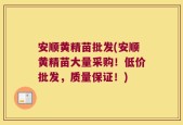 安顺黄精苗批发(安顺黄精苗大量采购！低价批发，质量保证！)