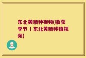 东北黄精种视频(收获季节丨东北黄精种植视频)
