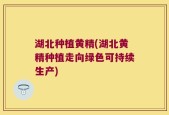 湖北种植黄精(湖北黄精种植走向绿色可持续生产)