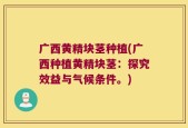 广西黄精块茎种植(广西种植黄精块茎：探究效益与气候条件。)