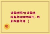 滇黄精照片(滇黄精：稀有高山植物盛开，色彩绚丽夺目！)
