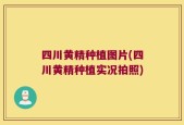 四川黄精种植图片(四川黄精种植实况拍照)