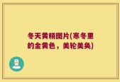 冬天黄精图片(寒冬里的金黄色，美轮美奂)