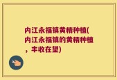 内江永福镇黄精种植(内江永福镇的黄精种植，丰收在望)