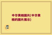 中华黄精图片(中华黄精的图片展示)