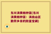 东川滇黄精种苗(东川滇黄精种苗：滇南山区勤劳乡亲的致富宝藏)