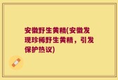 安徽野生黄精(安徽发现珍稀野生黄精，引发保护热议)