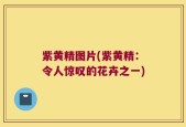 紫黄精图片(紫黄精：令人惊叹的花卉之一)