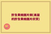 野生黄精图片鲜(美丽的野生黄精图片欣赏)