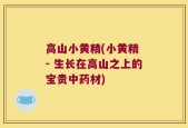 高山小黄精(小黄精 - 生长在高山之上的宝贵中药材)