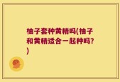 柚子套种黄精吗(柚子和黄精适合一起种吗？)
