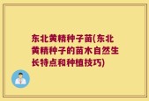 东北黄精种子苗(东北黄精种子的苗木自然生长特点和种植技巧)