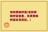 安阳黄精种苗(安阳黄精种苗销售，优质黄精种苗批发供应。)