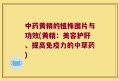 中药黄精的植株图片与功效(黄精：美容护肝、提高免疫力的中草药)